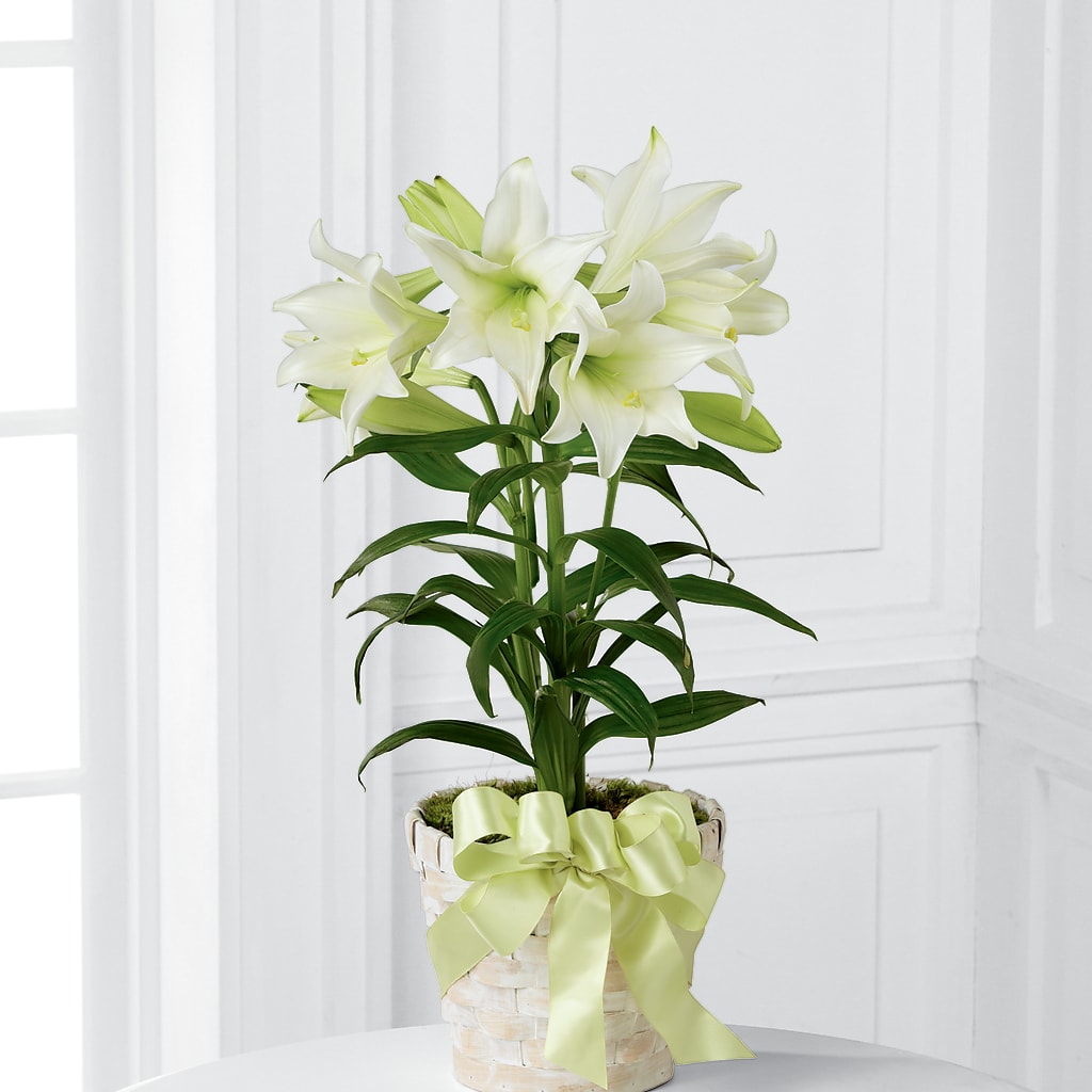 easter lily silk flower arrangements Easter Lily Plant