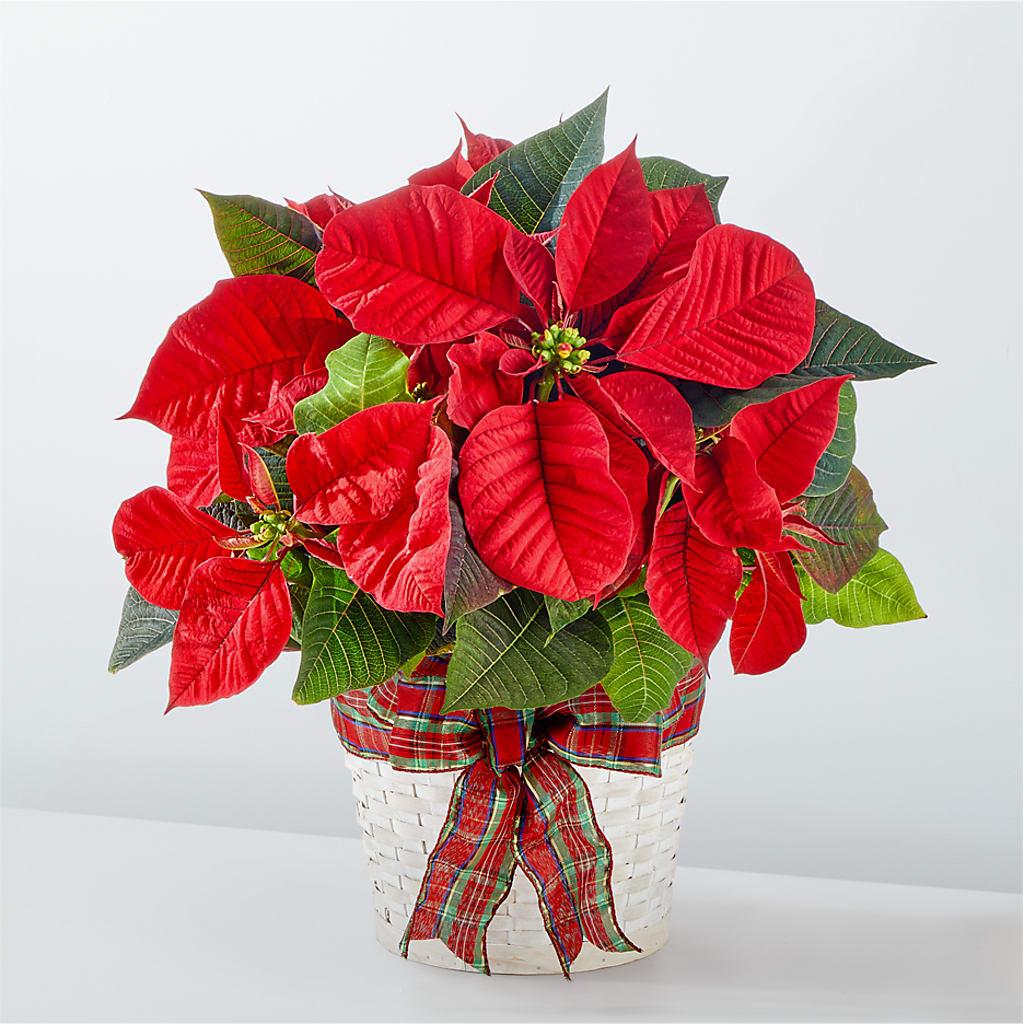 Happiest Holidays Poinsettia – MOLLY'S FLORIST, Mullins SC