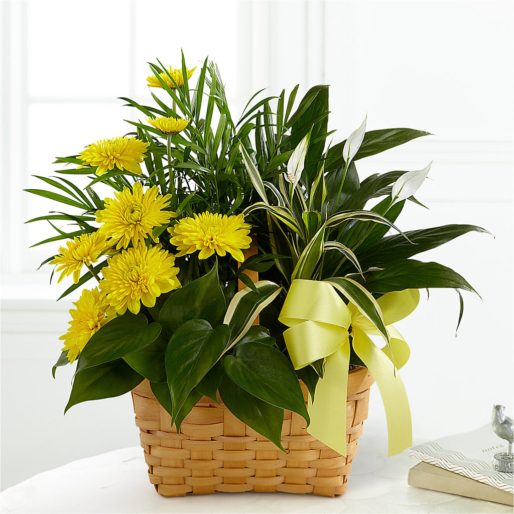 Loving Light Dishgarden – MOLLY'S FLORIST, Mullins SC