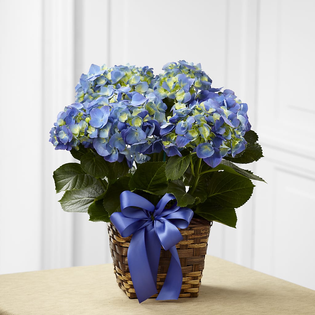 Blue Hydrangea Planter – MOLLY'S FLORIST, Mullins SC
