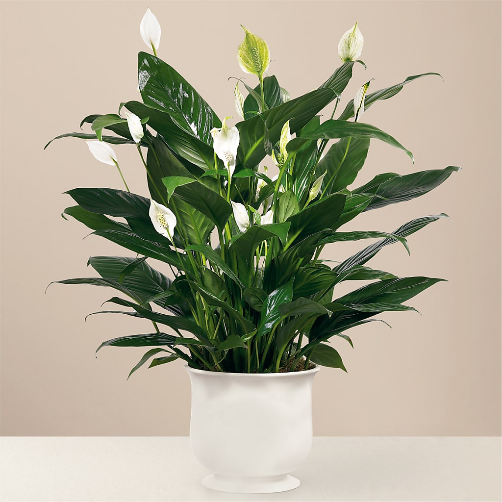 Comfort Planter – MOLLY'S FLORIST, Mullins SC