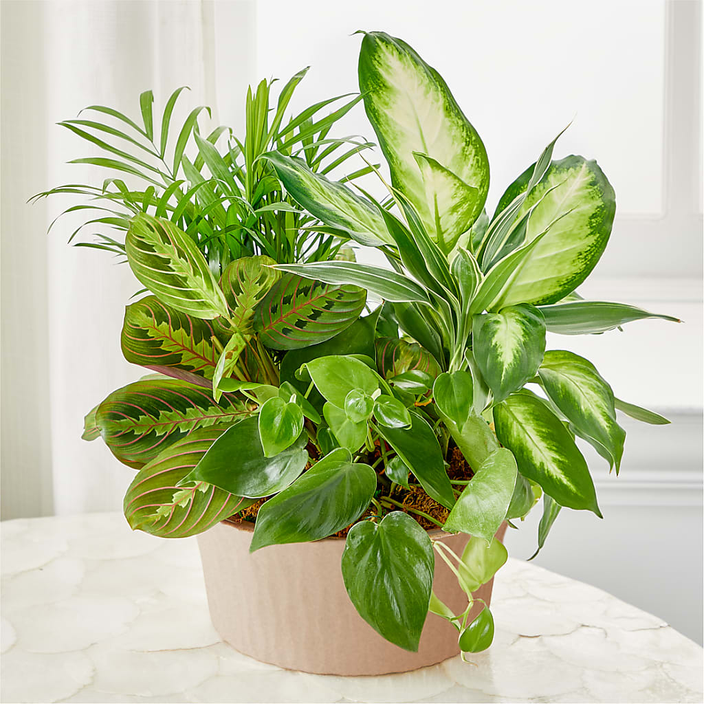 Balance & Harmony Dishgarden – MOLLY'S FLORIST, Mullins SC