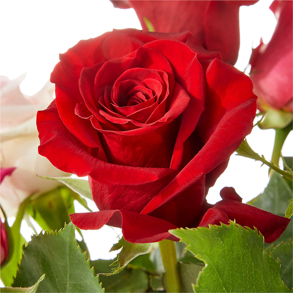 Love Notes Rose Bouquet – MOLLY'S FLORIST, Mullins SC