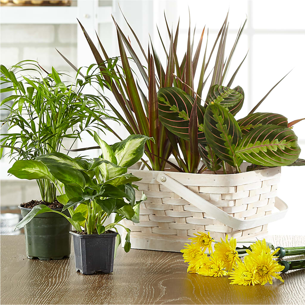 Florist Designed Blooming and Green Plants in a Basket – MOLLY'S FLORIST, Mullins SC