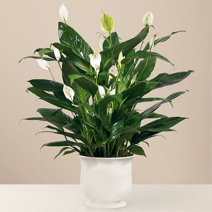 Comfort Planter – MOLLY'S FLORIST, Mullins SC