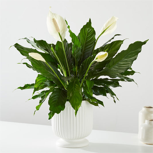 Comfort Planter – MOLLY'S FLORIST, Mullins SC
