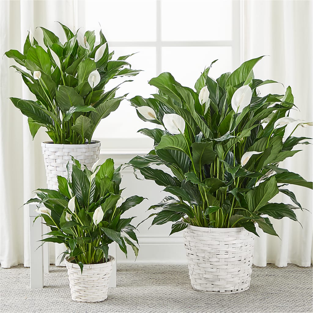 A New Leaf Peace Lily – MOLLY'S FLORIST, Mullins SC
