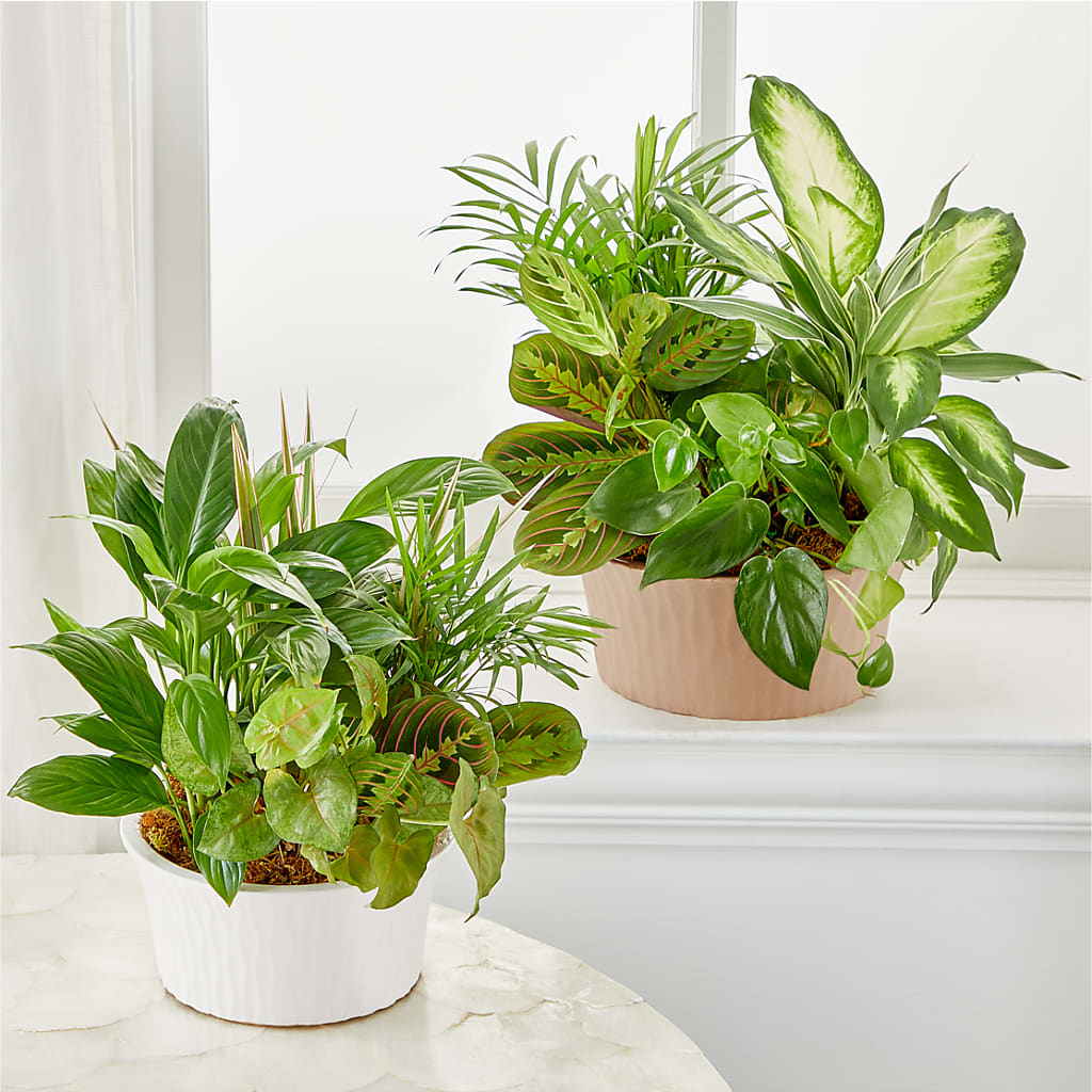 Balance & Harmony Dishgarden – MOLLY'S FLORIST, Mullins SC