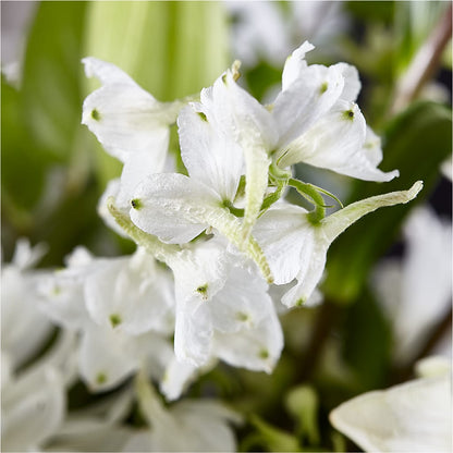 Classic Ivory – A Florist Original – MOLLY'S FLORIST, Mullins SC